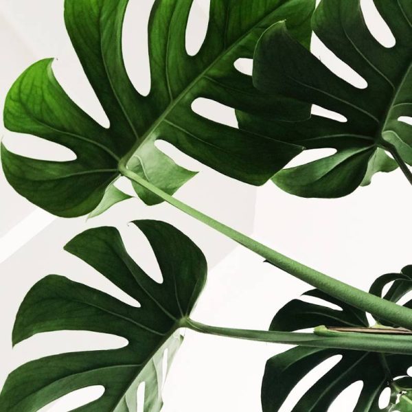 Cultivate love like a garden herb