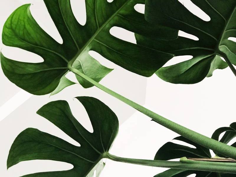 Cultivate love like a garden herb